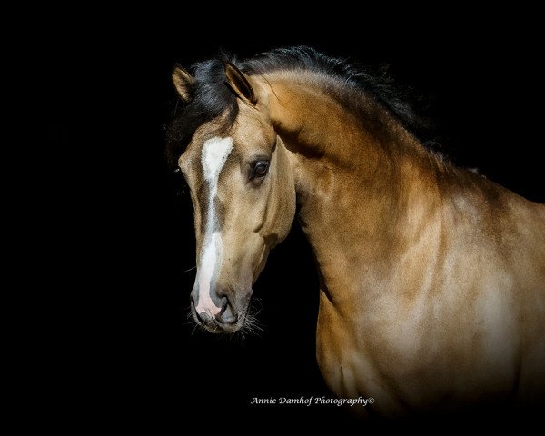 dressage horse Onyx Emelwerth (Welsh Partbred, 2019, from Despacito AT)