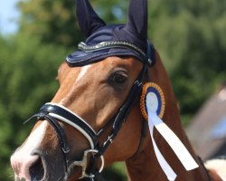 dressage horse Fürst Ferdinand 37 (Westphalian, 2019, from Fürst Samarant)