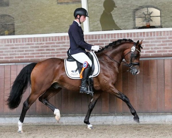 dressage horse Cosmo's Paradiso Emelwerth (Welsh Partbred, 2020, from Cosmo Callidus NRW)