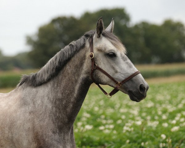 horse Gigus (Schlesier, 2016, from Jastrun)