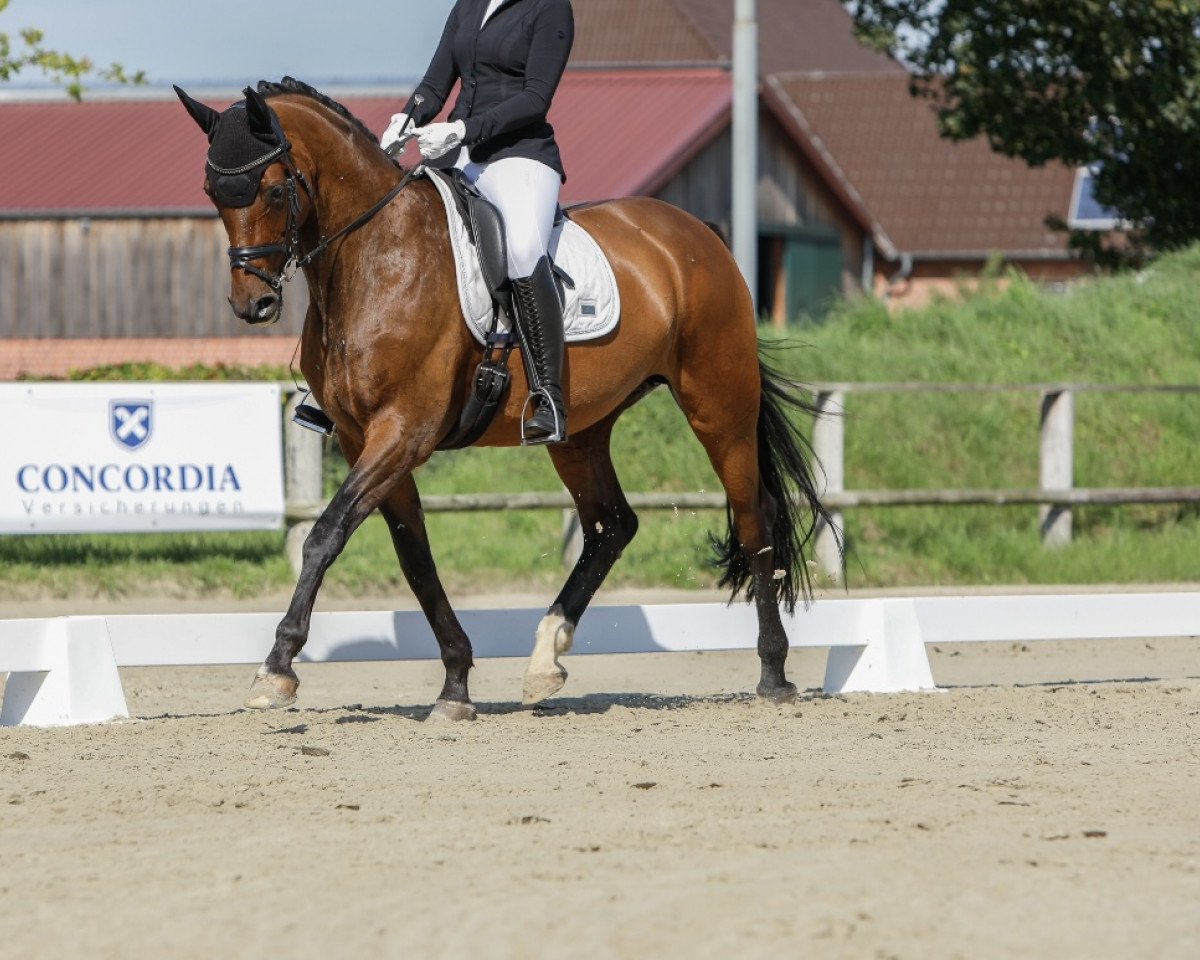Zuchtstute Hedda (Trakehner, 2007, von Le Rouge 7)