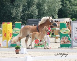 horse Stute von Augustus / Harbeck (Rhenish-German Cold-Blood, 2021, from Augustus)