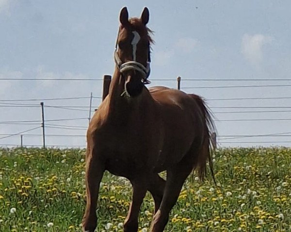 dressage horse Fidibus (Rhinelander, 2014, from Franziskus FRH)