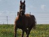 dressage horse Fidibus (Rhinelander, 2014, from Franziskus FRH)