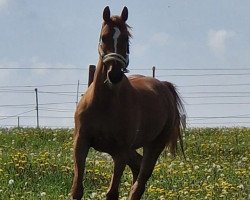 dressage horse Fidibus (Rheinländer, 2014, from Franziskus FRH)