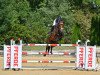 broodmare Chocolate Blue (Oldenburg show jumper, 2010, from Chacco-Blue)