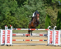 broodmare Chocolate Blue (Oldenburg show jumper, 2010, from Chacco-Blue)