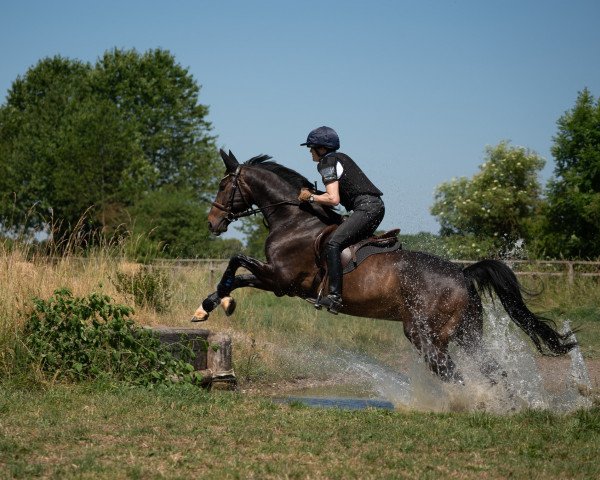 Springpferd Brandyman (Hannoveraner, 2017, von Belissimo NRW)