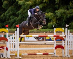 jumper Cafe's Levke (Oldenburg show jumper, 2016, from Cafe au lait 2)