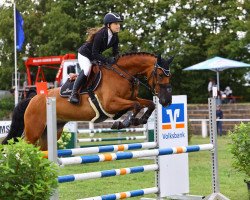 jumper Caretina 51 (German Sport Horse, 2013, from Cariletto 2)