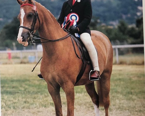 horse Davire Royal Holiday (Welsh-Pony (Section B), 1978, from Keston Royal Occasion)