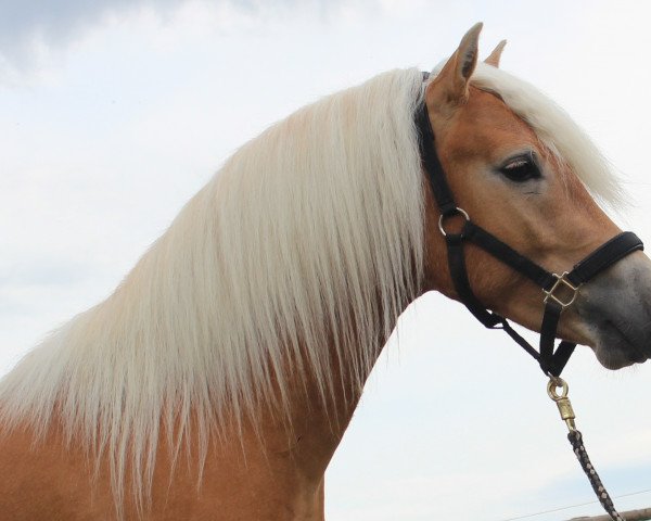 Pferd Wyo Wicenti MM (Haflinger, 2014, von Wintersturm)