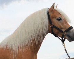 horse Wyo Wicenti MM (Haflinger, 2014, from Wintersturm)