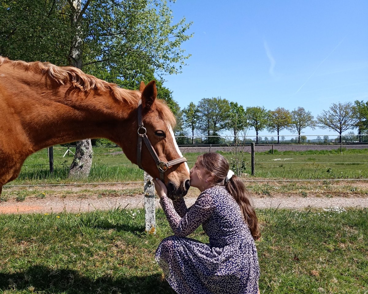 broodmare Interesting Jibon (Nederlands Rijpaarden en Pony, 1991, from Netron ox)