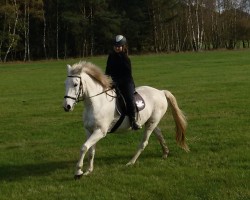 Pferd Osterfeuer (Trakehner, 1997, von Kalif)