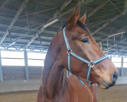 jumper Hengst von Mister Zinedine / Grabenstern (Oldenburg show jumper, 2019, from Mister Zinedine)