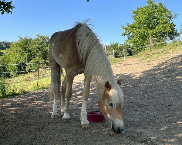 Pferd Nando (Haflinger, 2021, von El.H. Notting Hill)