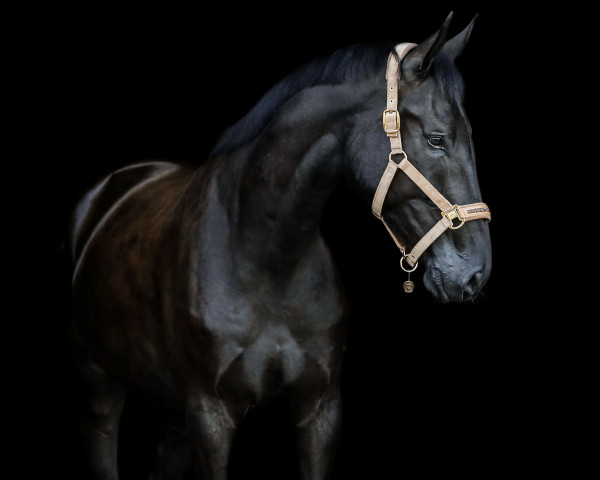 dressage horse Sezciano F (Hanoverian, 2019, from Secret)