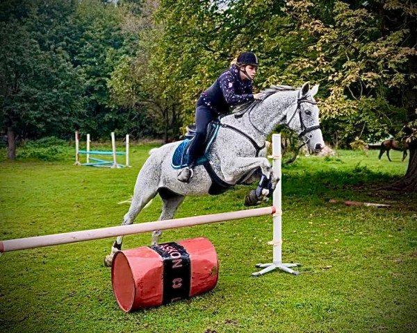 dressage horse Merlin (Hanoverian, 2012)