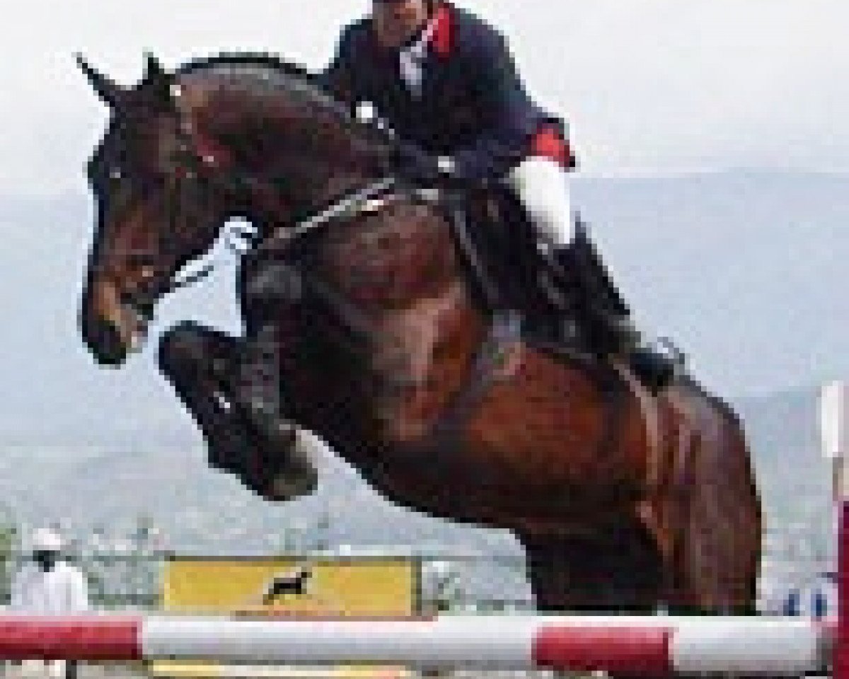 stallion Kolorado de Semilly (Selle Français, 1998, from Diamant de Semilly)