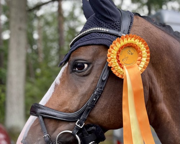 dressage horse Felix Ferguson (Hanoverian, 2015, from Foundation 2)