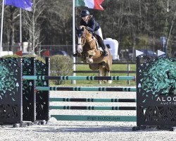 jumper Champagne D'Ar Cus (French Pony, 2012, from Machno Carwyn)