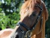 dressage horse Duende 2 (Hanoverian, 2005, from Don Frederico)