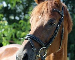 dressage horse Duende 2 (Hanoverian, 2005, from Don Frederico)