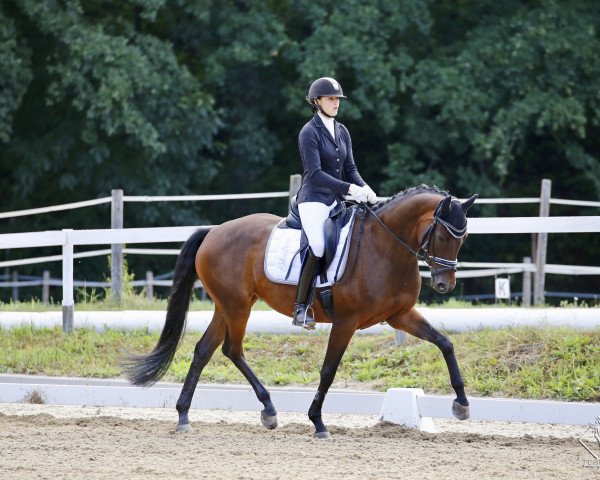 dressage horse Lauryn's Pride AP (Austrian Warmblood, 2010, from Samba Hit I)