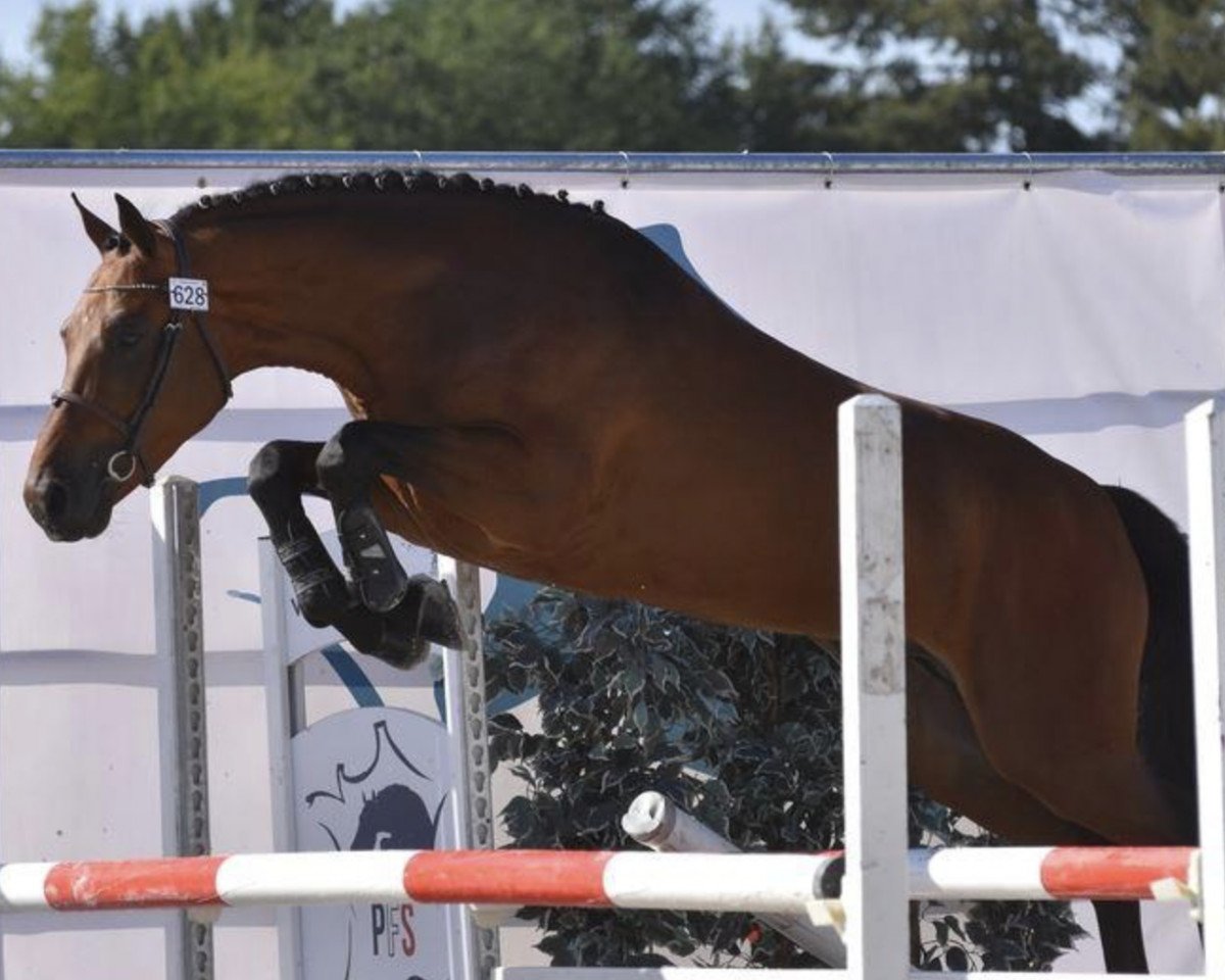 Deckhengst Frenchcornet D'Odival (Französisches Pony, 2015, von Cornet Obolensky)