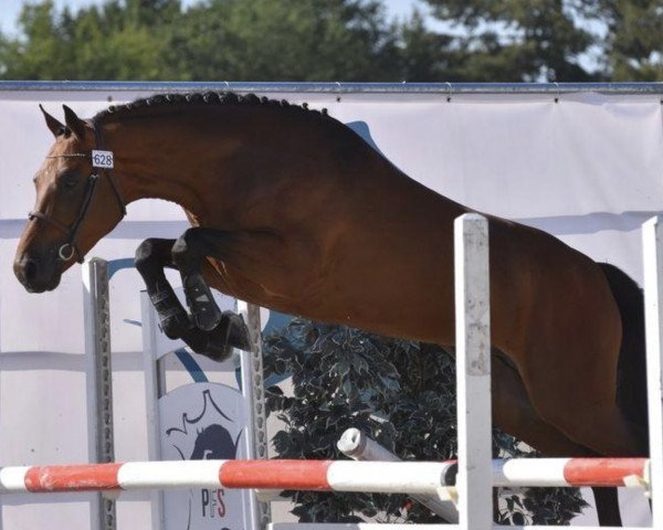 stallion Frenchcornet d'Odival (French Pony, 2015, from Cornet Obolensky)