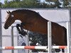 stallion Frenchcornet D'Odival (French Pony, 2015, from Cornet Obolensky)