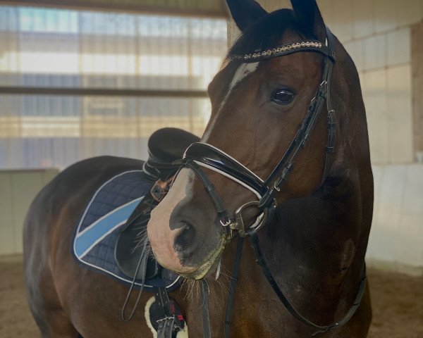 Dressurpferd Fidente M.S. (Schwedisches Warmblut, 2010, von Oscar)