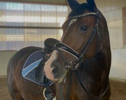 dressage horse Fidente M.S. (Swedish Warmblood, 2010, from Oscar)