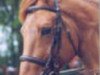 stallion Epsom de Rochefort (Selle Français, 1992, from Rosire)