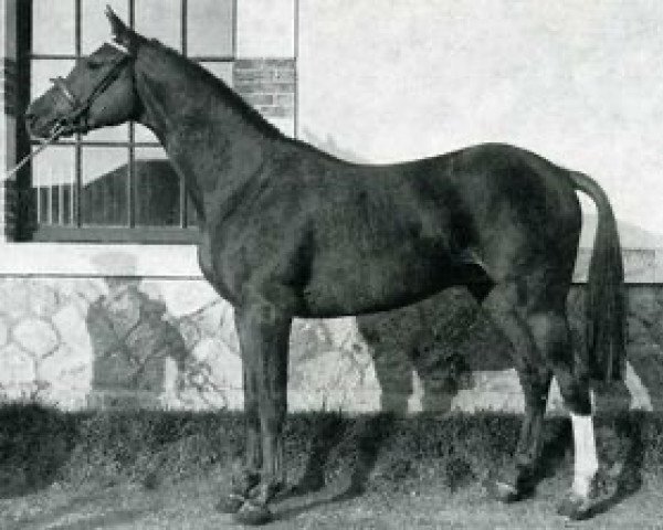 stallion Dirham Utopique (Selle Français, 1969, from Rantzau xx)