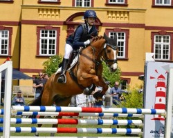 Springpferd Douglas 252 (Deutsches Reitpony, 2011, von FS Daddy Cool)