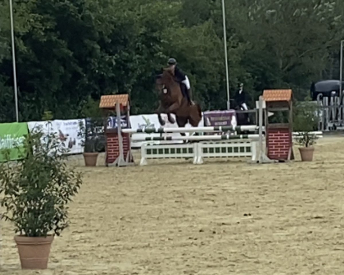 jumper Iggy 6 (KWPN (Royal Dutch Sporthorse), 2013, from Ultimo)