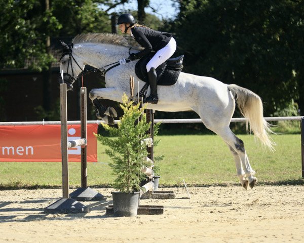 horse Carlsson 92 (Holsteiner, 2015, from Castellini)