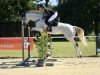 horse Carlsson 92 (Holsteiner, 2015, from Castellini)