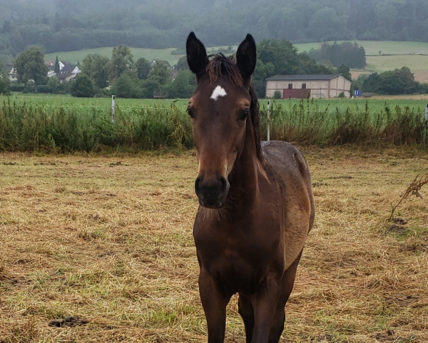 jumper Germanias Goldregen (Trakehner, 2023, from Glücksruf I)