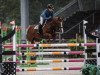 stallion Quint Van De Groenheuvel (Belgian Riding Pony, 2012, from Kadans van de Groenheuvel Dh)