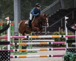 Deckhengst Quint Van De Groenheuvel (Belgisches Reitpony, 2012, von Kadans van de Groenheuvel Dh)