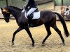 dressage horse Martini Negro (Westphalian, 2019, from E.H. Millennium)