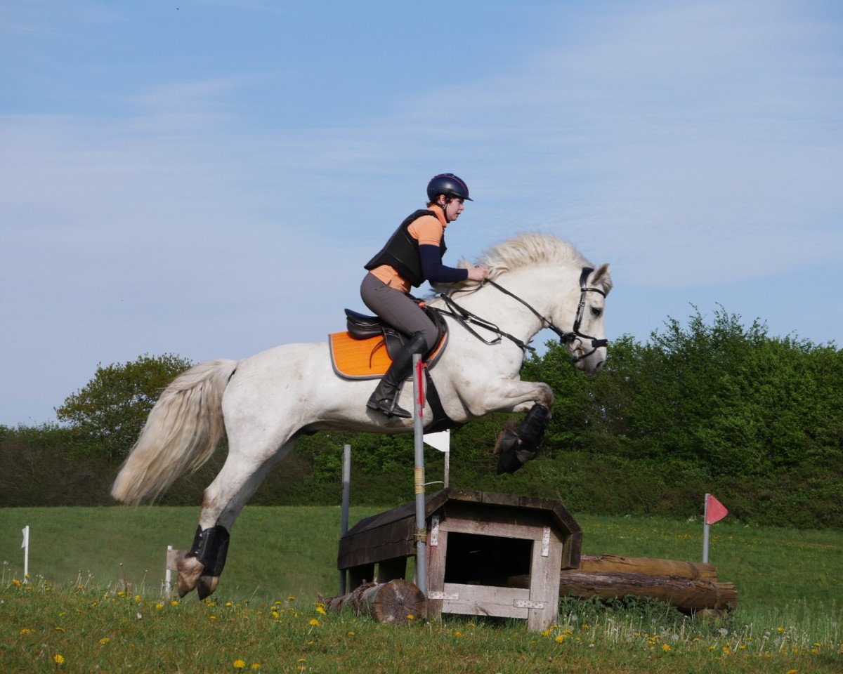 jumper O'Connor 11 (Connemara Pony, 2016, from Lærkens Cascade Dawn)