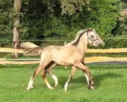 dressage horse Daimondstarlight Dreamwalker (German Riding Pony, 2023, from Double Cream)