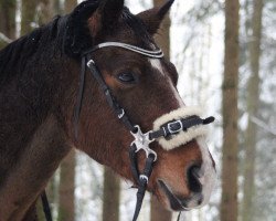 Springpferd Sir Magic Schueracher (Connemara-Pony, 2006, von Cheviot Midas)