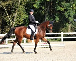 dressage horse Ruben Royal 4 (Westphalian, 2017, from Rubin Royal OLD)