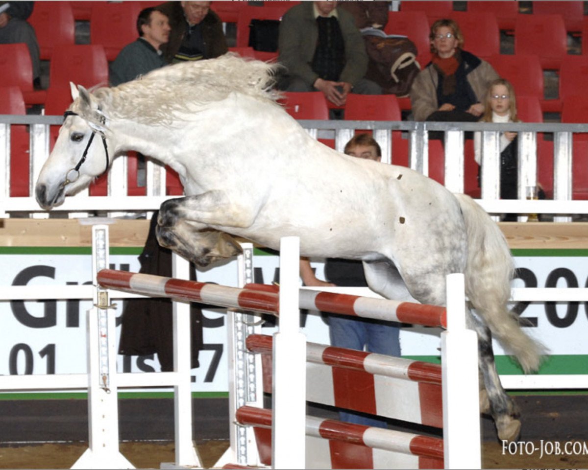 stallion Hazy Smart Boy (Connemara Pony, 2000, from Frederiksminde Hazy Marvel 8 C)