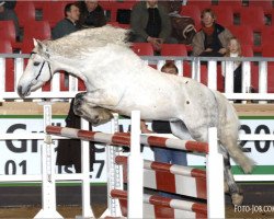 stallion Hazy Smart Boy (Connemara Pony, 2000, from Frederiksminde Hazy Marvel 8 C)